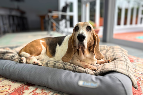 Brooklyn Travel - Thelma Stier